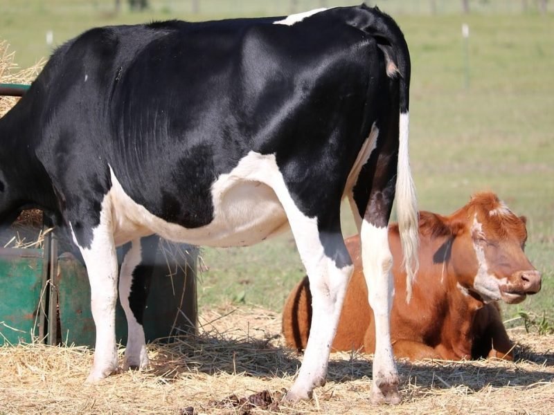 Ecotrado-Categoria-Mundo-animal-Alimentacion-animal